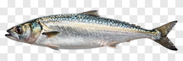 Realistic Fish PNG