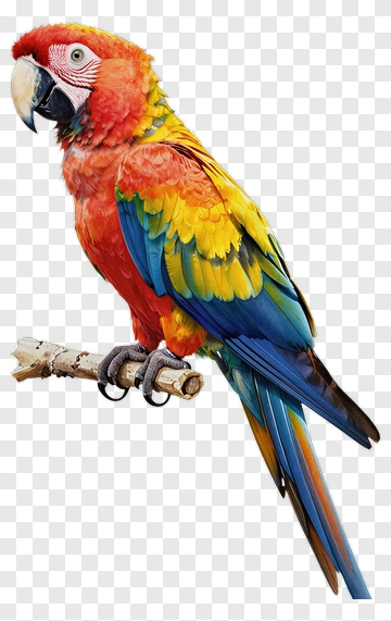 Colorful Parrot Perched On A Branch PNG