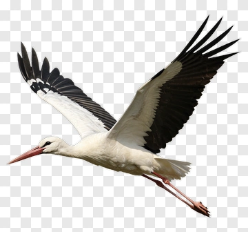 White Stork In Flight PNG
