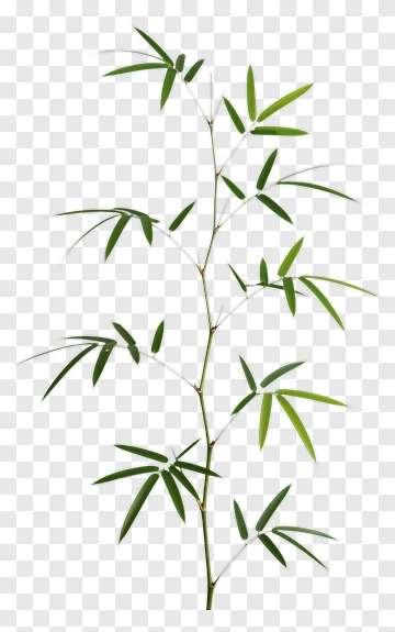 Bamboo Plant PNG