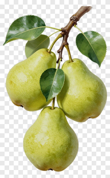 Green Pears On A Branch PNG