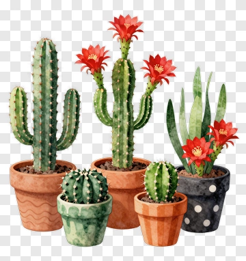 Colorful Cacti In Flower Pots PNG