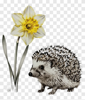 Hedgehog Beside A Daffodil Flower PNG