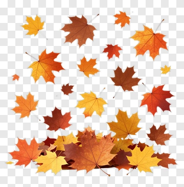 Autumn Maple Leaves PNG