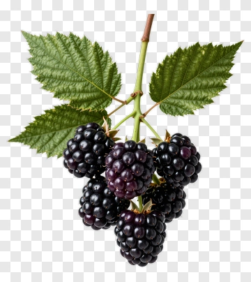 Blackberries On A Branch PNG