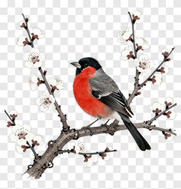 Colorful Bird Perched On A Flowering Branch PNG