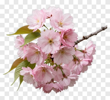 Cherry Blossom Branch With Pink Flowers PNG