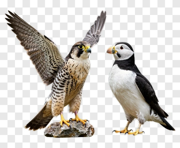 Peregrine Falcon And Puffin Birds PNG