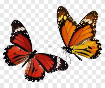 Colorful Butterflies With Orange And Red Wings PNG