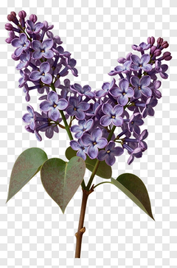 Lilac Flower Branch PNG