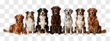 Group Of Dogs Sitting Together PNG