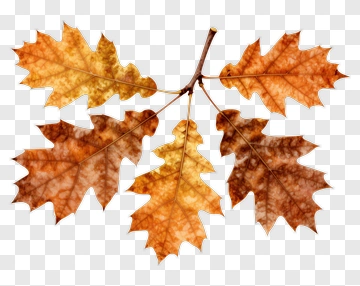 Autumn Oak Leaves PNG