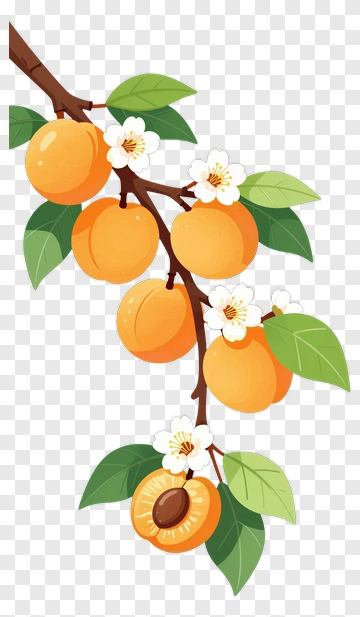Apricot Branch With Flowers And Leaves PNG
