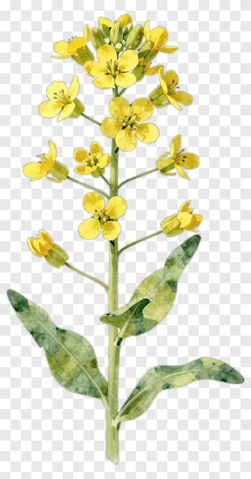 Watercolor Yellow Flower PNG