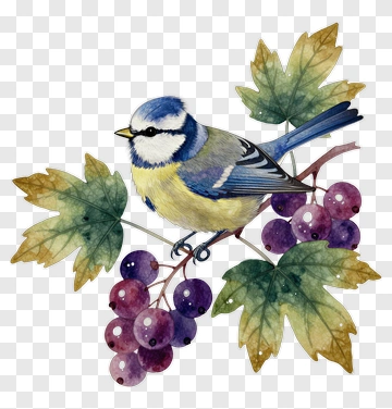 Watercolor Blue Tit Bird On Grapevine PNG