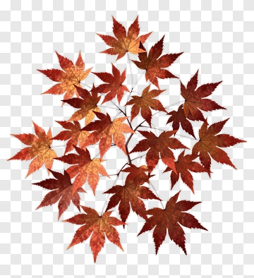 Colorful Maple Leaves PNG