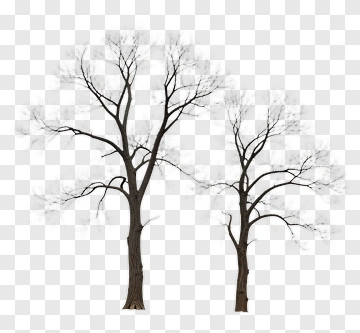 Bare Trees PNG