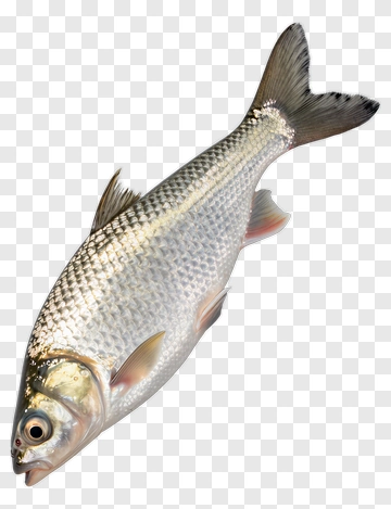 Realistic Fish PNG