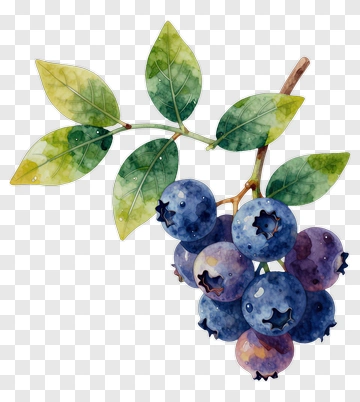 Watercolor Blueberries With Leaves PNG