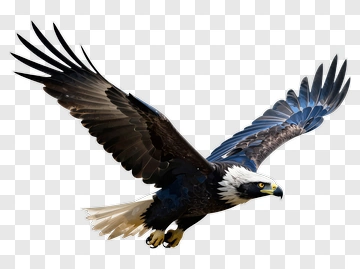 Bald Eagle In Flight PNG