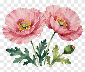 Watercolor Pink Poppy Flowers PNG