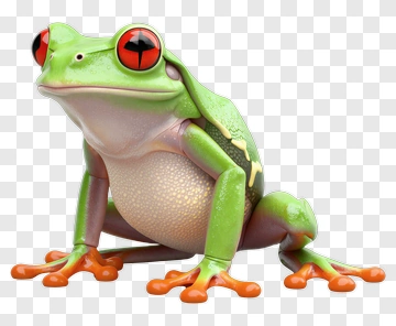 3D Red-Eyed Tree Frog PNG