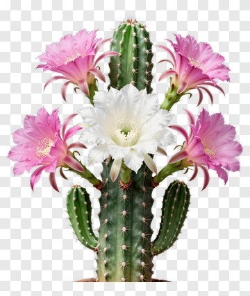 Cactus With Colorful Flowers PNG