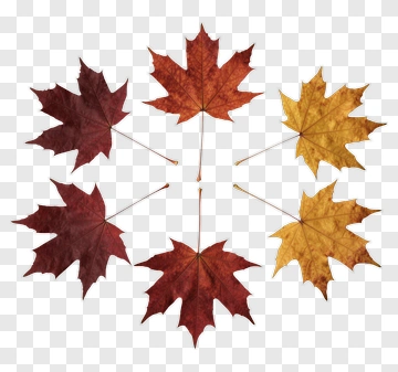 Colorful Maple Leaves Arrangement PNG