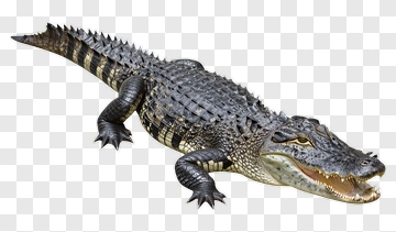 Realistic Alligator On A Transparent Background PNG