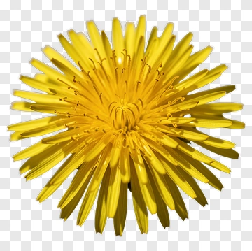 Yellow Dandelion Flower PNG