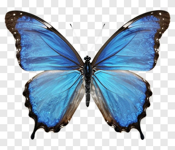 Blue Butterfly PNG