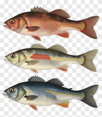 Illustration Of Three Types Of Fish PNG