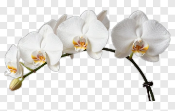 White Orchid Flower PNG