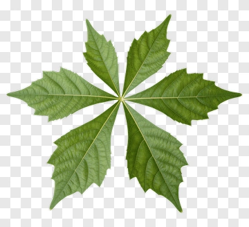 Green Leaf Arrangement PNG