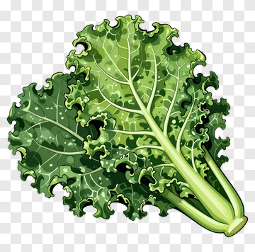 Fresh Kale Leaf PNG
