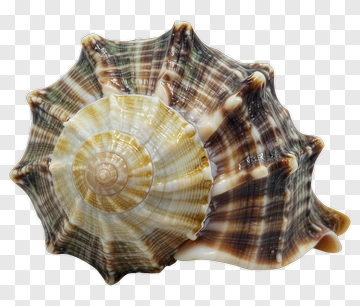 Spiral Sea Shell PNG