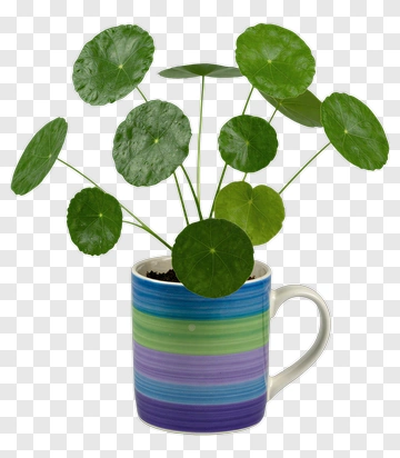 Pilea Plant In Colorful Mug PNG