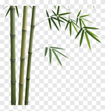 Bamboo Stalks With Green Leaves PNG
