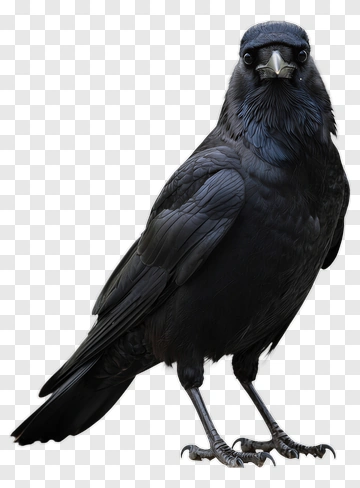 Realistic Black Raven Standing PNG