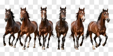 Group Of Galloping Horses PNG