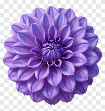 Purple Flower PNG