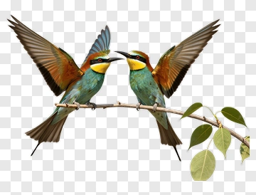 Colorful Birds Perched On A Branch PNG