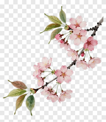 Cherry Blossom Branch With Pink Flowers PNG