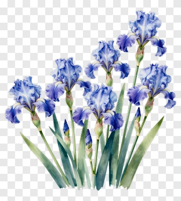 Watercolor Iris Flowers PNG