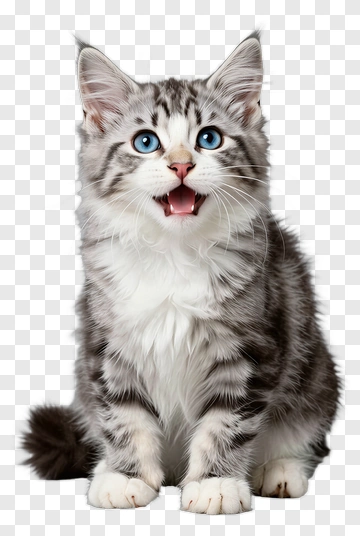 Fluffy Cat With Blue Eyes PNG