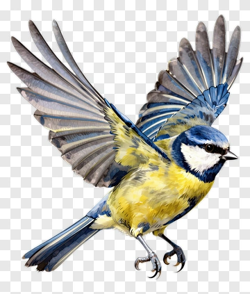 Colorful Blue Tit Bird In Flight PNG