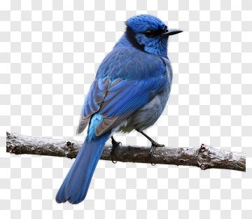 Blue Bird Perched On A Branch PNG