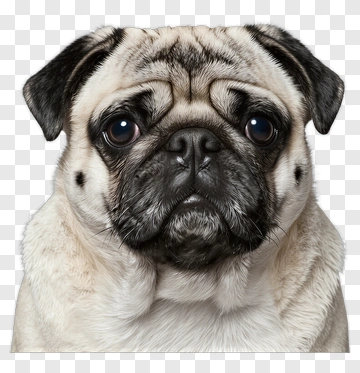 Realistic Pug Dog Portrait PNG