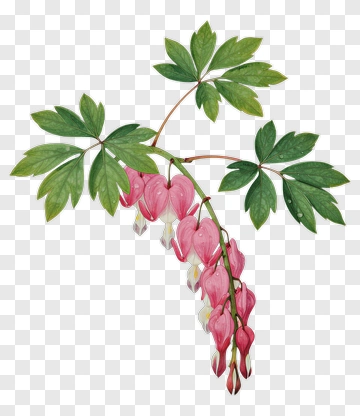 Bleeding Heart Flower With Green Leaves PNG