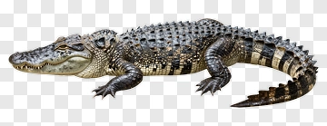 Crocodile On A White Background PNG